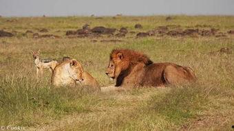 黑贝吃瓜,揭秘娱乐圈幕后故事