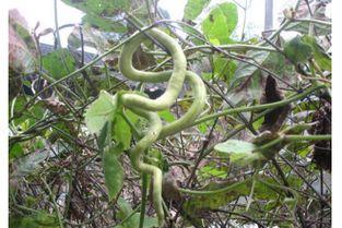 今日蛇瓜价格走势图片,今日市场行情解析