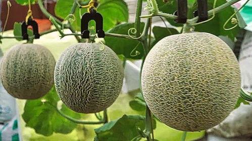 热门哈密瓜种子,热门种子品种大盘点