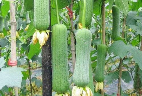 每日吃瓜热门,揭秘娱乐圈最新热点事件