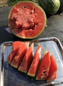 近期热门吃瓜网红是谁,揭秘近期热门吃瓜网红