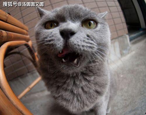 蓝猫可以吃黑瓜吗图片,揭秘黑瓜的神秘魅力与蓝猫的饮食奥秘