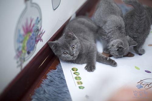 蓝猫可以吃黑瓜吗图片,揭秘黑瓜的神秘魅力与蓝猫的饮食奥秘