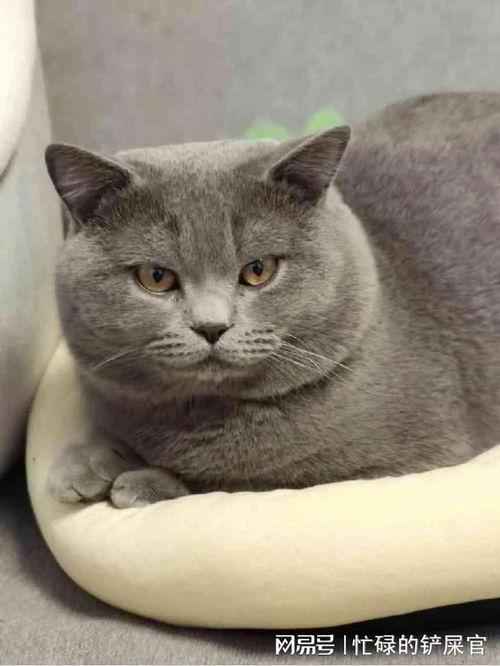 蓝猫可以吃黑瓜吗图片,揭秘黑瓜的神秘魅力与蓝猫的饮食奥秘