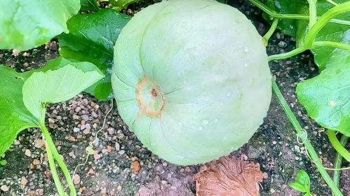 成都三月瓜今日价格,价格行情一览”