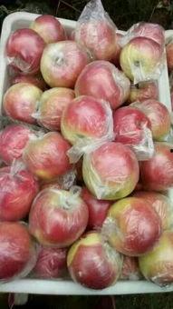 山东今日茭瓜价格表,今日行情一览