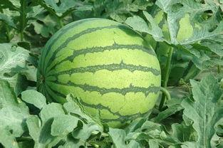 山东今日茭瓜价格表,今日行情一览