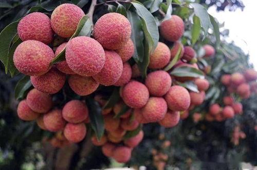 近期热门吃瓜事件成都郫县,一场吃瓜盛宴背后的真相揭秘