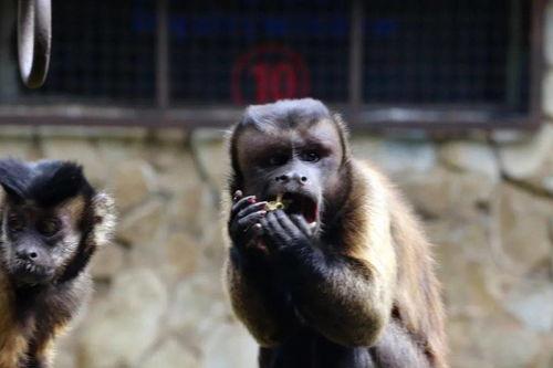 黑帽子吃瓜,揭秘网络黑产背后的惊人内幕