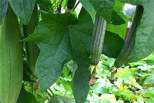 水瓜表面有黑块可以吃吗,揭秘表面黑斑的安全性