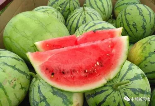 在线播放今日吃瓜探花