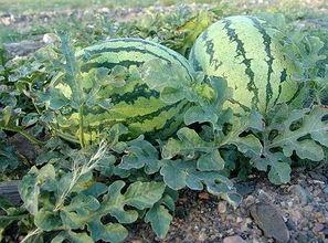 宁夏石头瓜2024年今日行,探寻塞上江南的新篇章