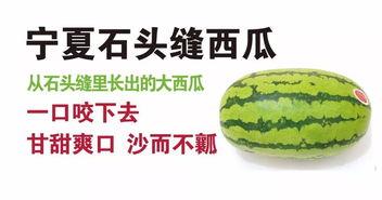 宁夏石头瓜2024年今日行,探寻塞上江南的新篇章