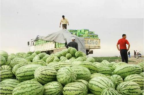 宁夏石头瓜2024年今日行,探寻塞上江南的新篇章