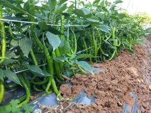 元谋蔬菜小瓜价格今日价,今日元谋蔬菜小瓜价格行情一览