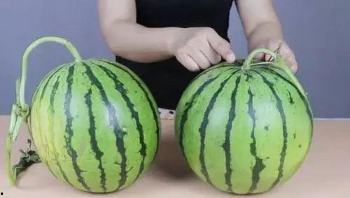 挑瓜小窍门图文热门版,热门图文版瓜果挑选技巧大揭秘