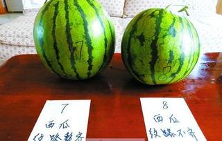 挑瓜小窍门图文热门版,热门图文版瓜果挑选技巧大揭秘