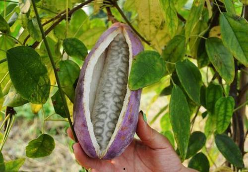 八月瓜黄肉黑籽可以吃吗,揭秘可食用之谜