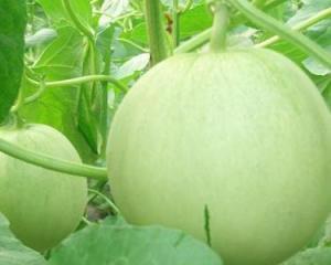 怀孕了可以吃黑瓜吗,黑瓜在孕期是否适宜食用