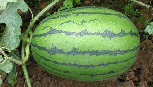 网爆门黑料吃瓜二区,二区吃瓜群众热议事件真相