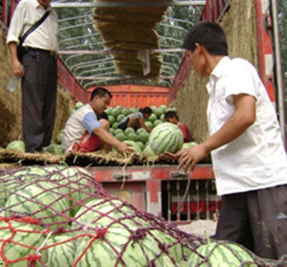 开封今日瓜价行情查询最新,今日瓜价一览，新鲜资讯速递”