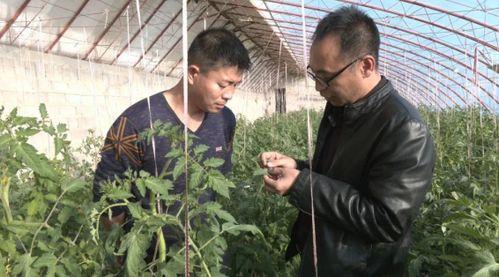 瓜州农技中心今日新闻,助力农业发展，共筑丰收梦想