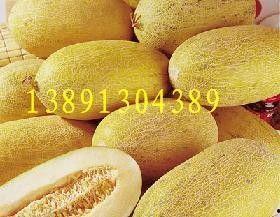 哈密瓜产地今日价格查询,产地行情一览