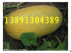 哈密瓜产地今日价格查询,产地行情一览