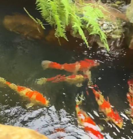 吃瓜被小鱼拉黑怎么办,小鱼为何拉黑我？揭秘背后真相