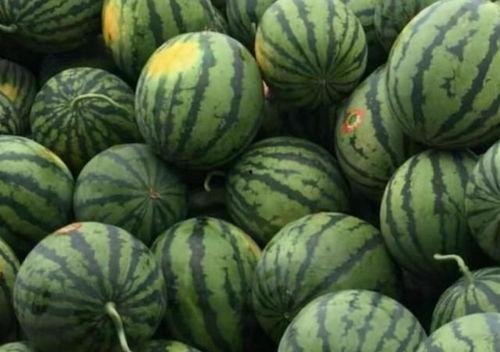 今日淇江毛瓜价格最新,市场行情一览无余”