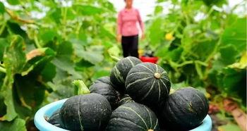 今日淇江毛瓜价格最新,市场行情一览无余”