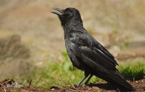 黑老瓜是不是乌鸦吃的,乌鸦的美食之谜