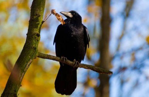 黑老瓜是不是乌鸦吃的,乌鸦的美食之谜