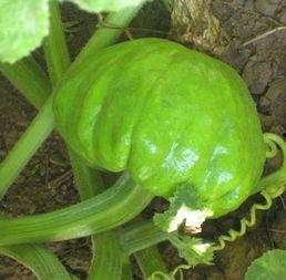 云南七叶瓜今日售价多少,售价揭晓！”