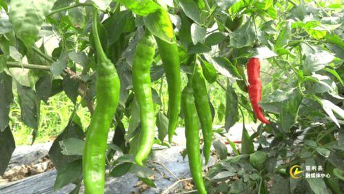 今日新鲜南一瓜事,南一瓜事揭秘，带你领略幕后真相