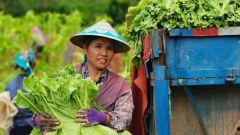 今日新鲜南一瓜事,南一瓜事揭秘，带你领略幕后真相