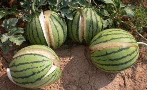 51黑瓜吃料网干什么的,专业食材信息平台深度解析