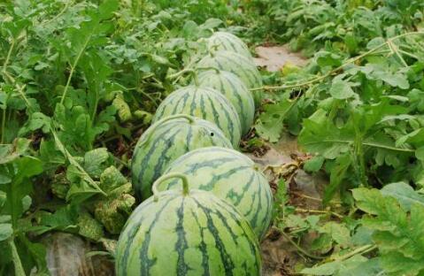 全球热门大瓜排行榜最新,揭秘近期热议事件风云录