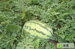 许昌今日茄瓜多少钱,行情如何？