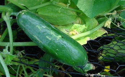 吃黑瓜会不会流口水多呢,揭秘吃黑瓜是否会引发口水泛滥