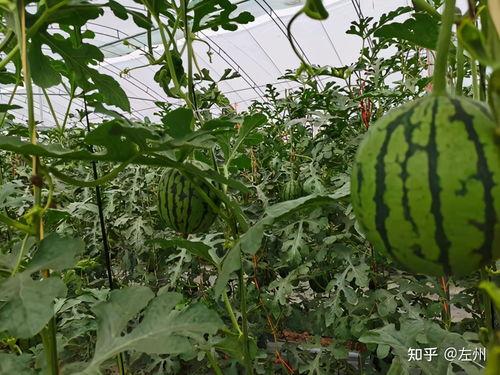 山东牛奶小吊瓜今日价格,新鲜上市，实惠抢购！