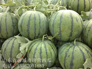 今日山东二号瓜价格,市场动态一览”