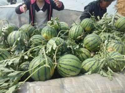 今日山东二号瓜价格,市场动态一览”