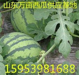 今日山东二号瓜价格,市场动态一览”