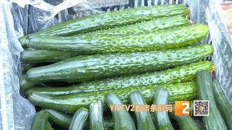 王旗营今日小瓜价,新鲜直供，价格实惠，抢购从速！”