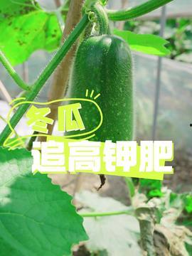 王旗营今日小瓜价,新鲜直供，价格实惠，抢购从速！”