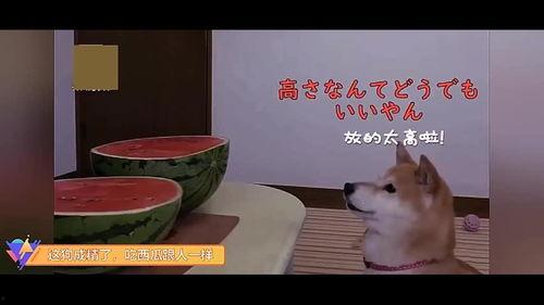 黑喂狗吃瓜,揭秘娱乐圈背后的秘密与真相