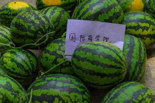 大学热门大瓜,校园风云录