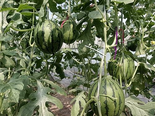 万帮小吊瓜今日行情,今日价格走势分析”