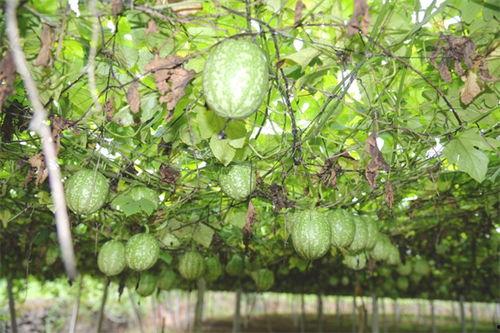 万帮小吊瓜今日行情,今日价格走势分析”